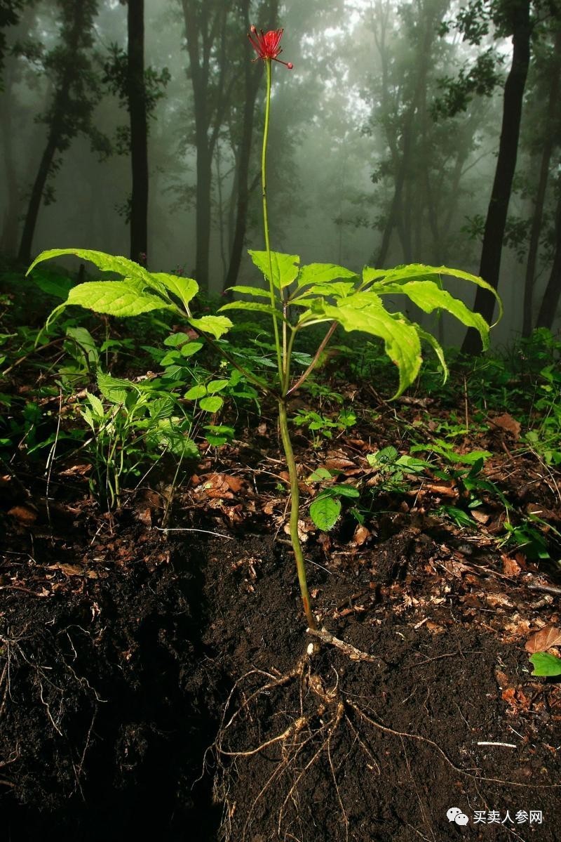 人參值得敬畏,長白山野山參嚴酷的生長環境大揭秘