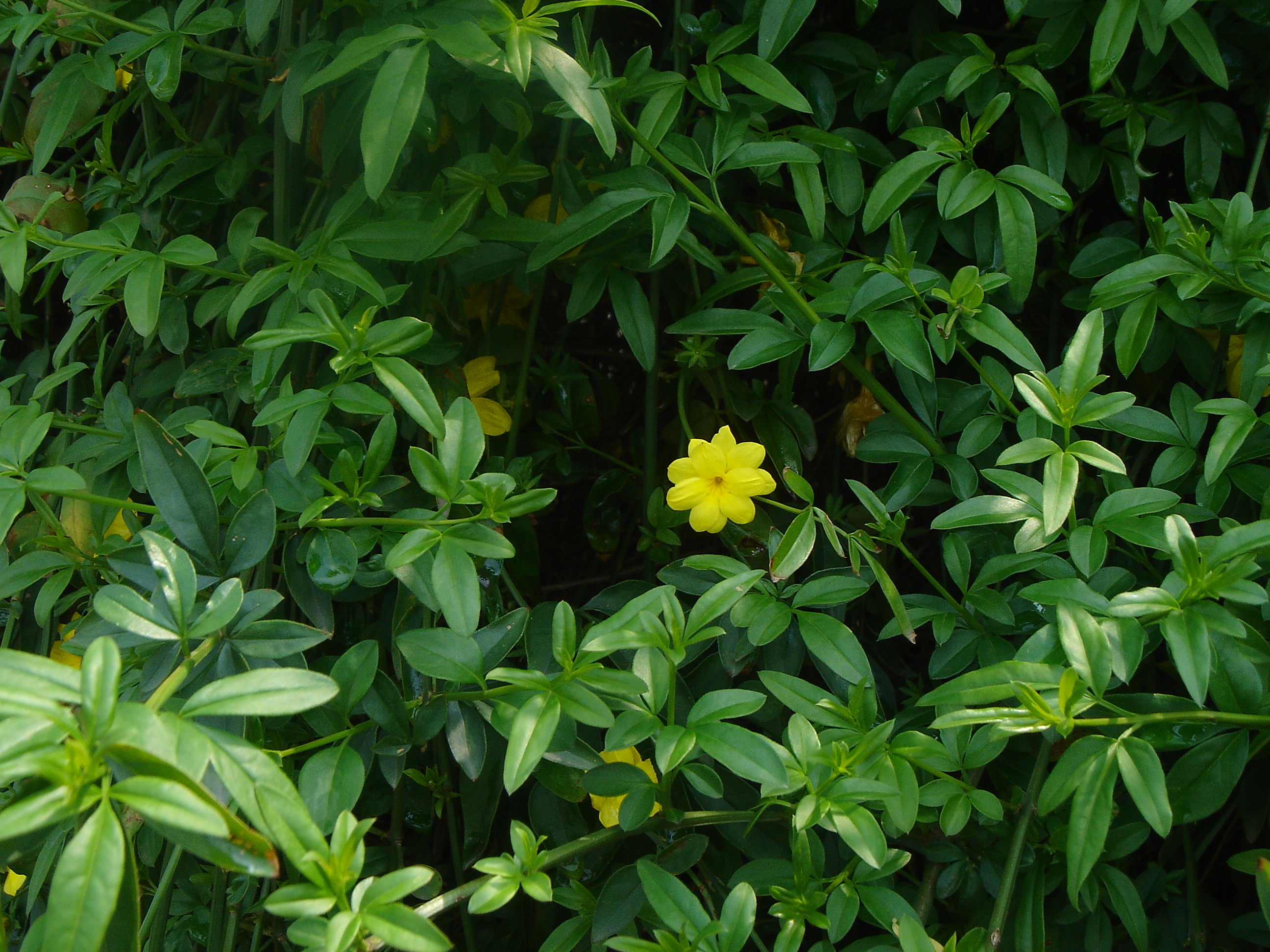 一邊欣賞著這種漂亮的迎春花兒,一邊呼吸著春天生命的味道,一邊體驗著