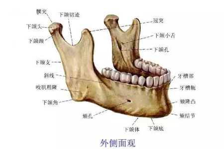 髁突是下颌骨的生长发育中心,同时又是颞下颌关节的组成部分