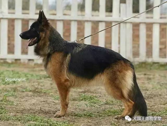 长毛德牧母犬,叫平安 摄影