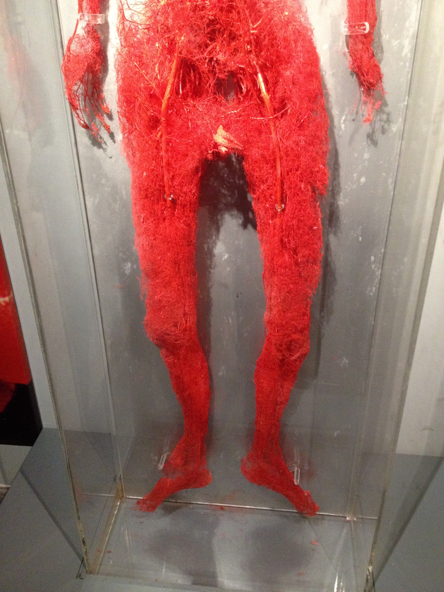 你见过人体血管的全貌吗是这个样子