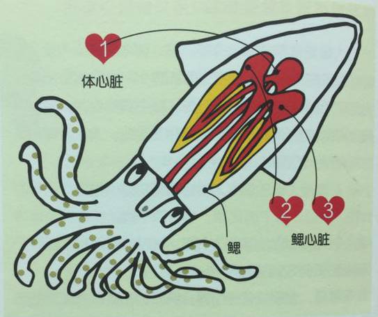 鱿鱼和章鱼有心脏吗 听百科