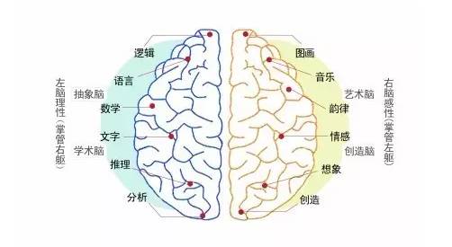 1981年斯佩里因"左右脑分工理论"成为诺贝尔奖的得主.