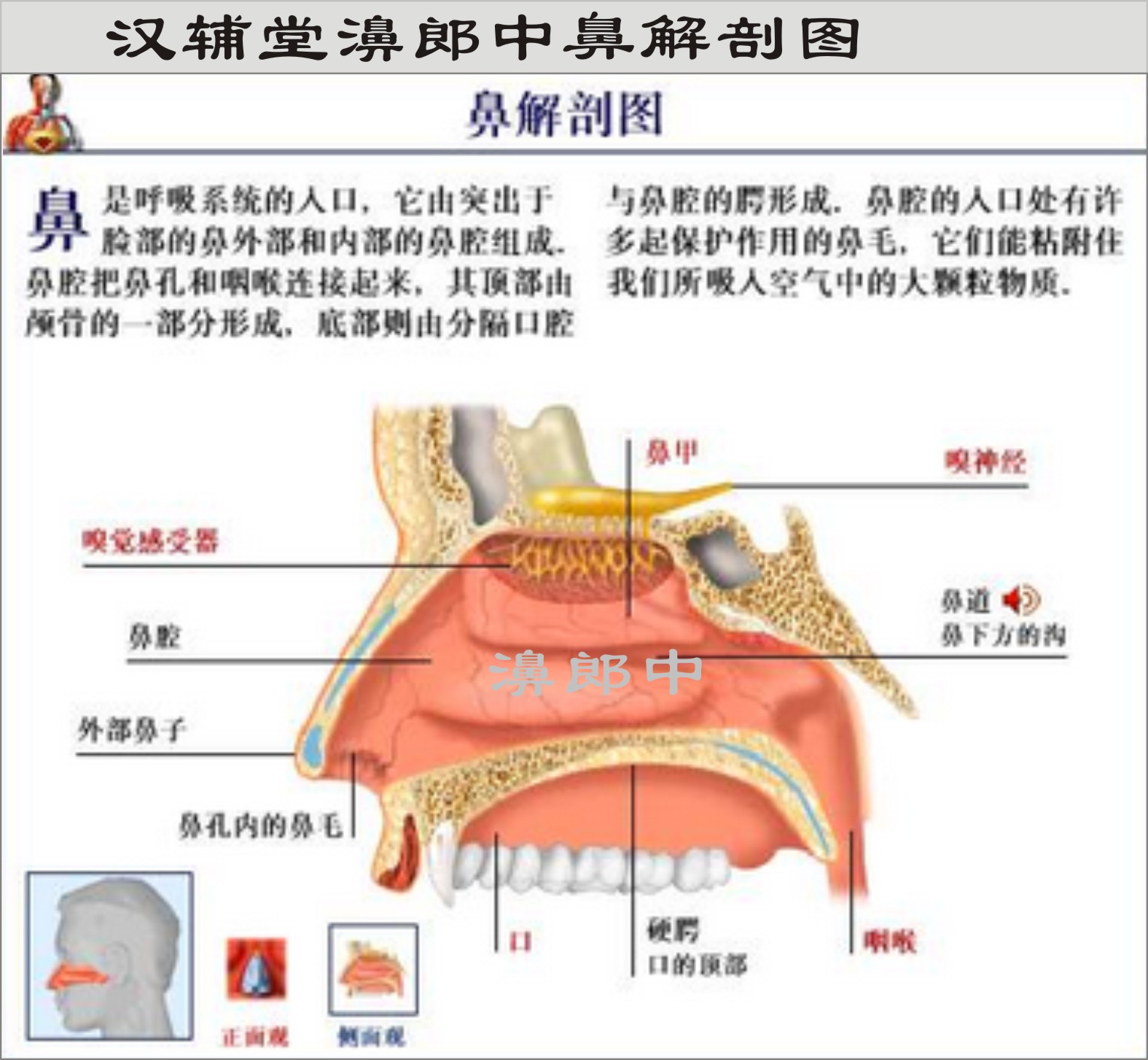 鼻炎和正常鼻子图解图片