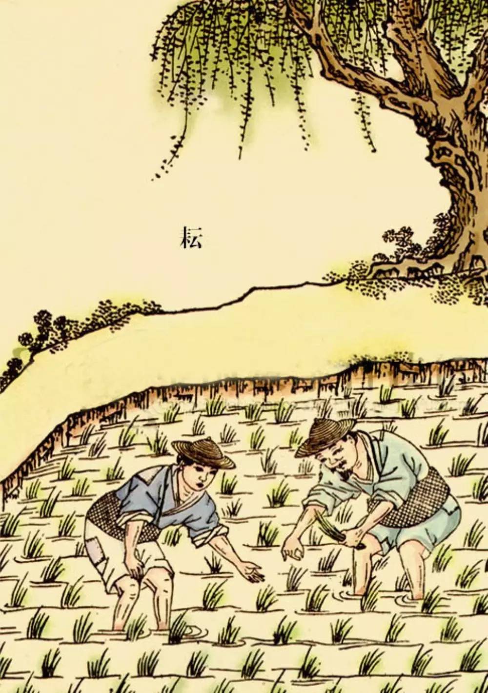 水稻插秧仍然是今天最主要的农耕生产活动民间收藏的秧马古代农书中