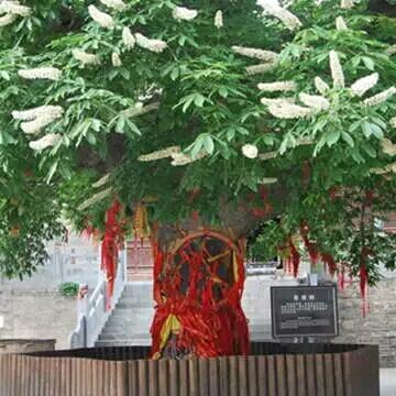 千年一见的菩提树开花见者得福