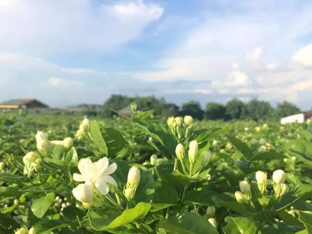 横县涝莉花