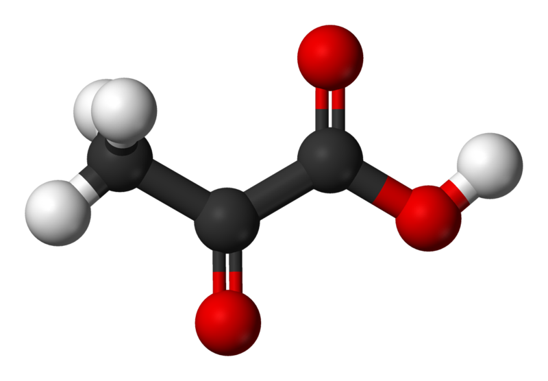 当氧气存在时候,丙酮酸在肌细胞的线粒体中分解产生能量
