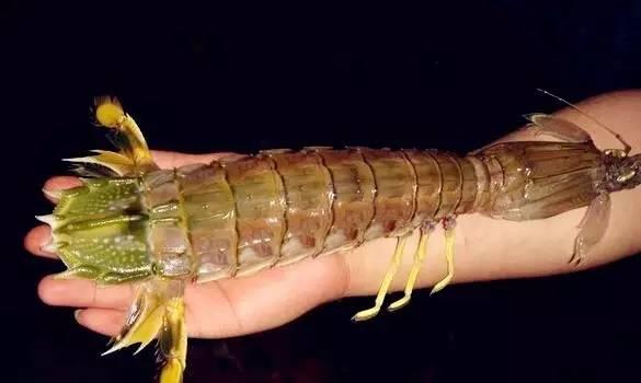 皮皮虾虽然是海虾一霸,但是它们的实力对于处在食物链顶层的我们来说