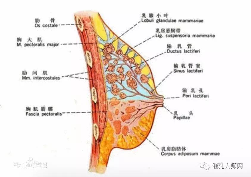 乳腺管分布图片