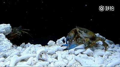 螳螂虾vs大田鳖图片