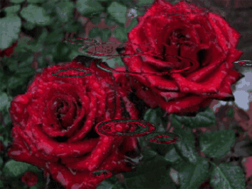 情人节我送你最美的玫瑰花
