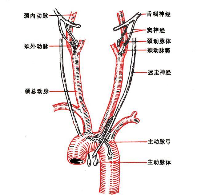 窦动脉位置图片