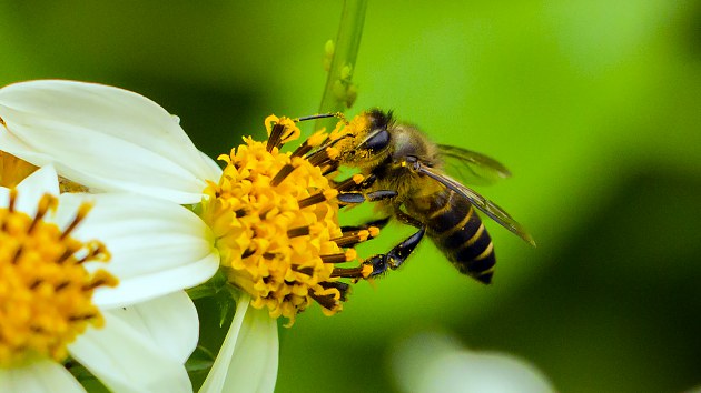 无人机能传播花粉但仍取代不了勤劳的小蜜蜂