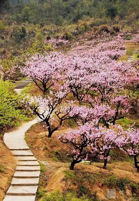 蕭山及周邊這些夢幻地兒滿足你三生三世十里桃花的心