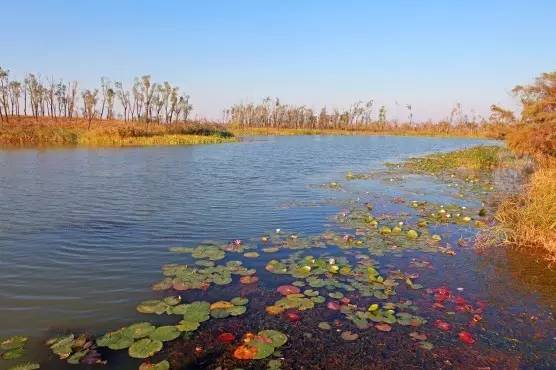 免费的!济南绝美湿地公园即将开放,纯享大自然适合全家走起