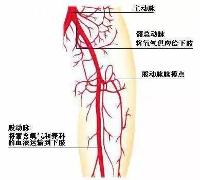 ④足背动脉(脚背处)③胫后动脉(内脚踝骨附近)②腘动脉(位于膝盖后侧)