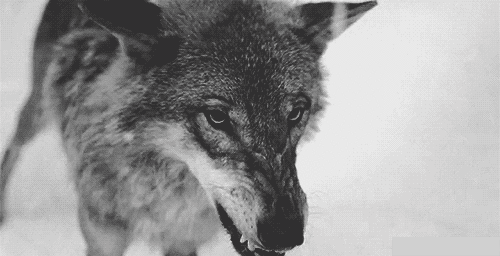 狼的动态壁纸带声音图片