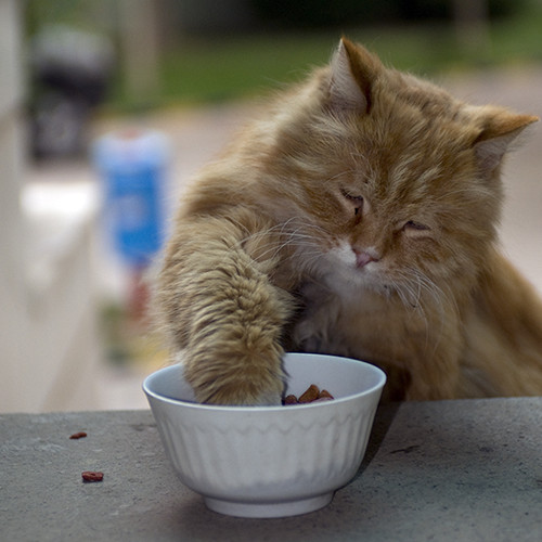 猫咪吃饭挑剔吃的少,怎么改正猫咪太挑食的坏习惯