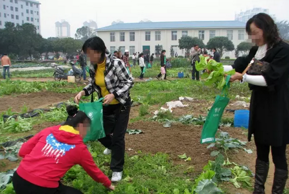 元宵节偷青变偷菜莫让传统习俗变味