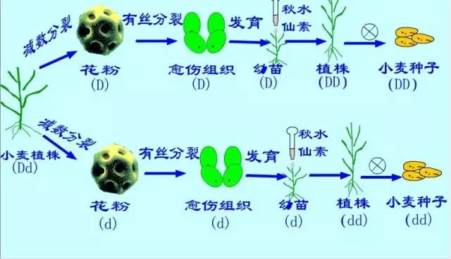 育种(杂交育种,诱变育种,单倍体育种,多倍体育种)的比较等