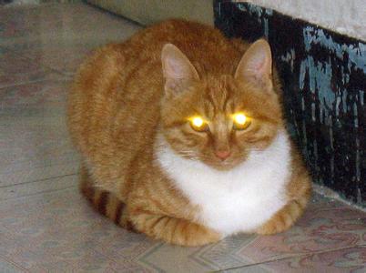 并且使用了闪光灯,那你一定见识过猫咪发光发亮的眼睛