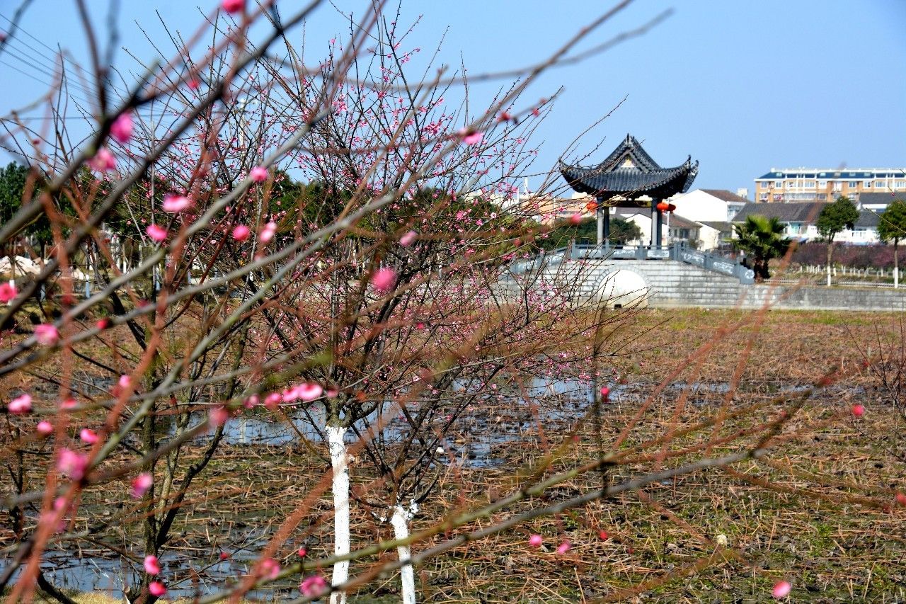 衡水湖梅花岛图片图片