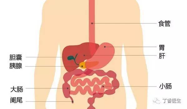 胃右侧的肝脏和胆总管,后方的胰腺,下方的结肠,以及上边的肺和心脏