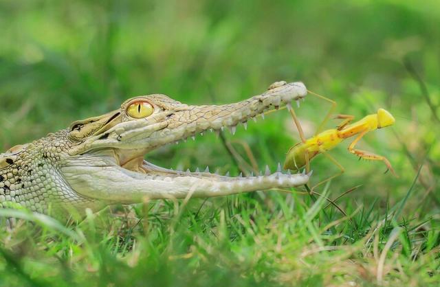 黄螳螂爬到鳄鱼张开的嘴中,到底想干嘛?