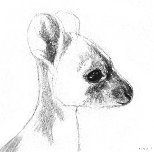 如何学素描——素描动物小袋鼠的绘画教程