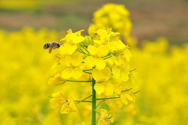 江西婺源油菜花什么时候开婺源看油菜花指南