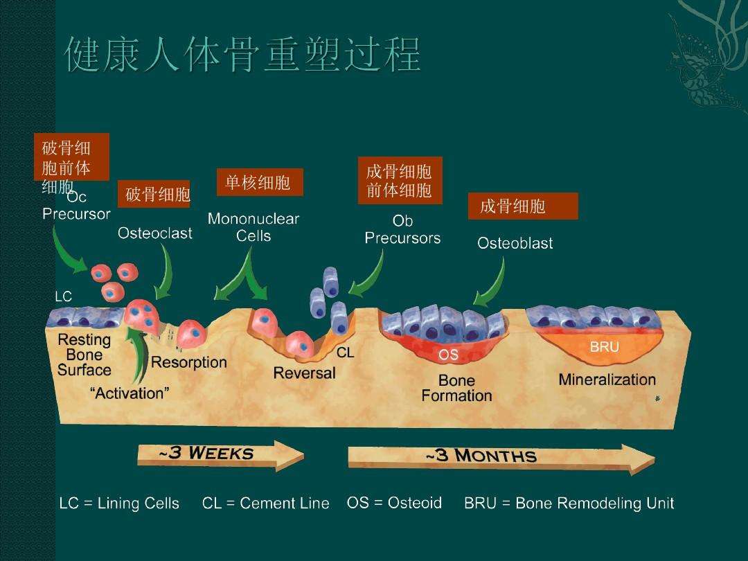 保养食疗卵巢的方法_卵巢保养食疗_保养食疗卵巢的好处