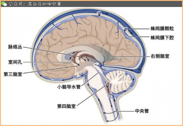 蛛网膜下腔解剖示意图图片