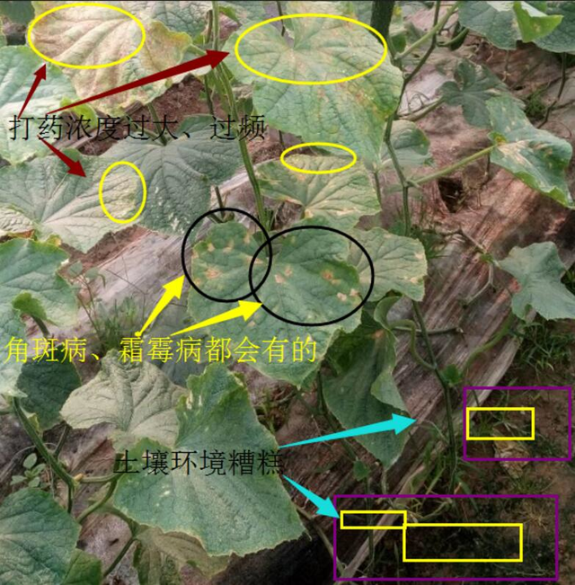 黄瓜低温障碍图片图片