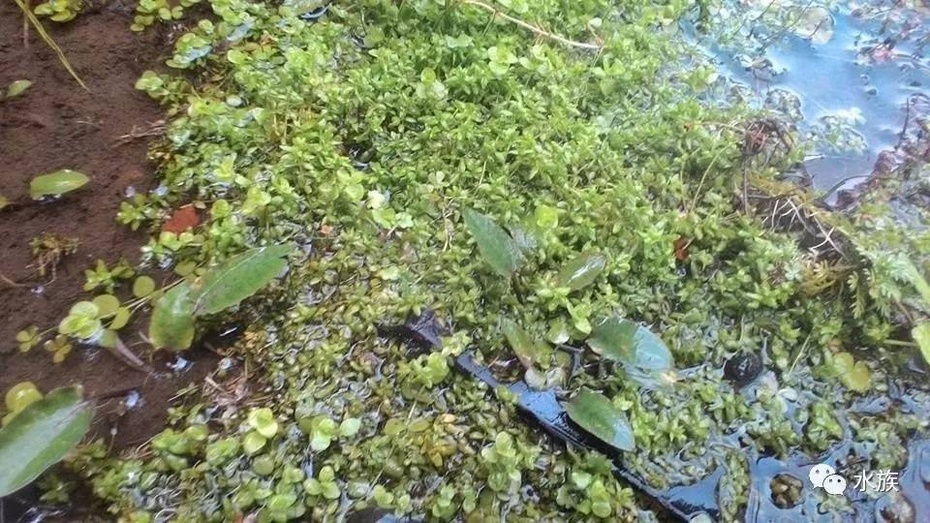 野採水草是怎樣一種感覺水草原生境