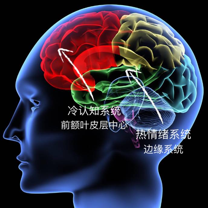 而與邊緣系統緊密相連的是冷認知系統,位於大腦前額葉皮層的中心位置