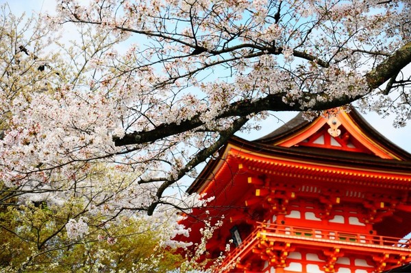 高台寺 樱花图片