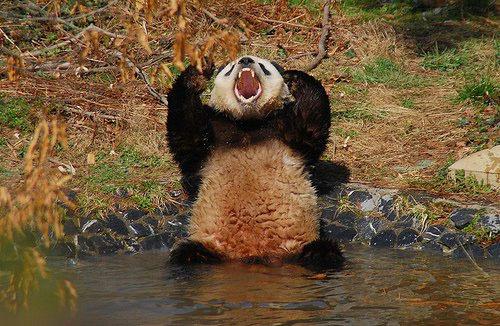 不不不,熊猫发怒起来也是很可怕的,毕竟人家原名猫熊,和大黑熊是