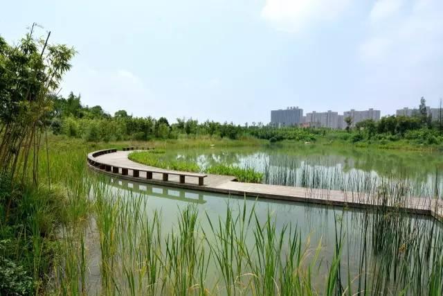 武汉严西湖湿地公园图片