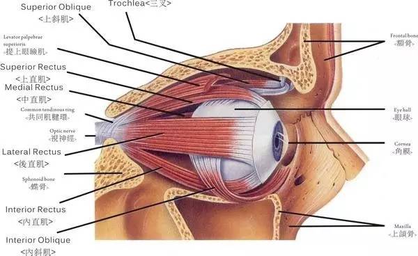 睫状肌解剖图图片