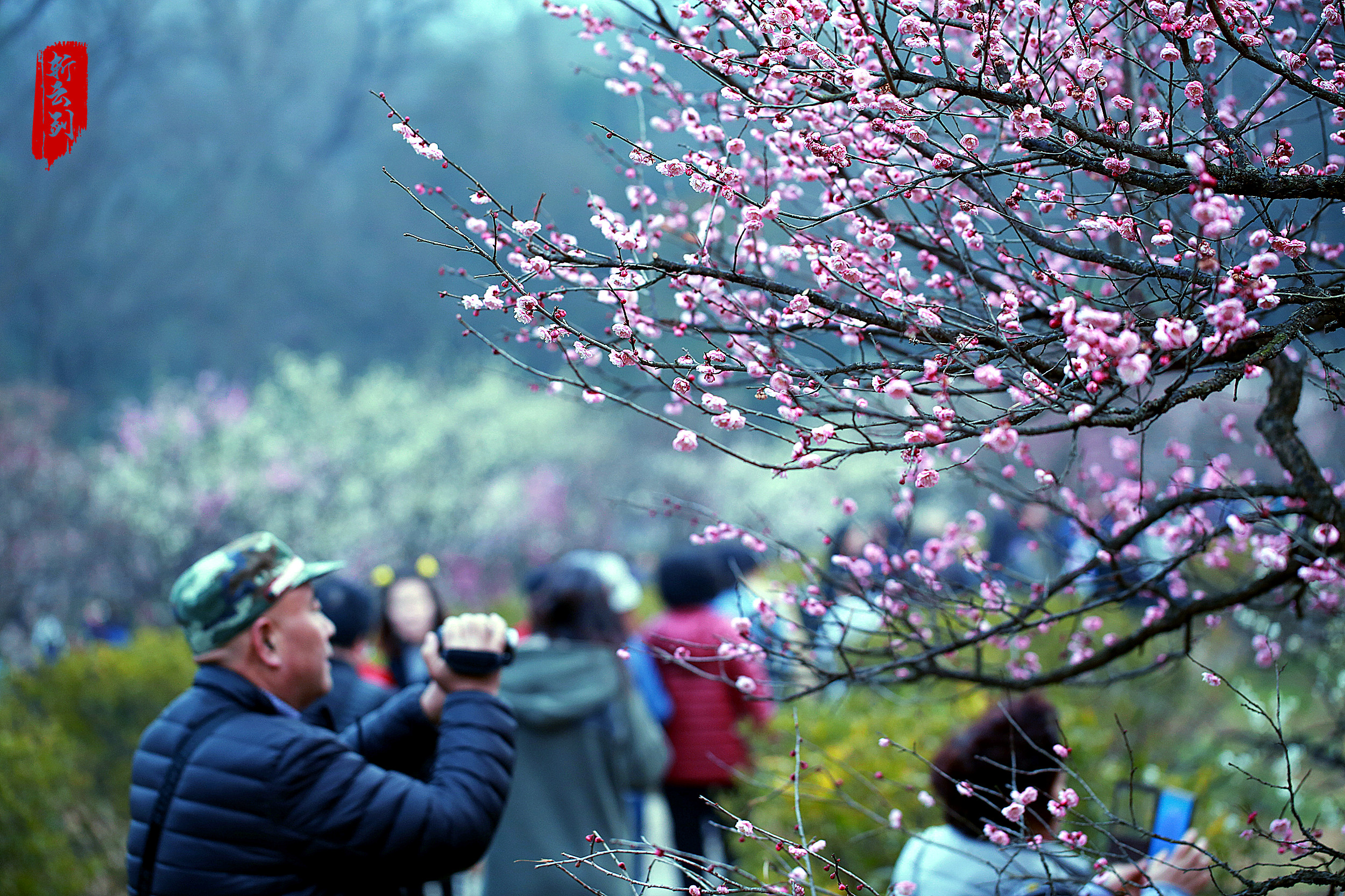 实拍南京梅花山梅花惊艳了春天