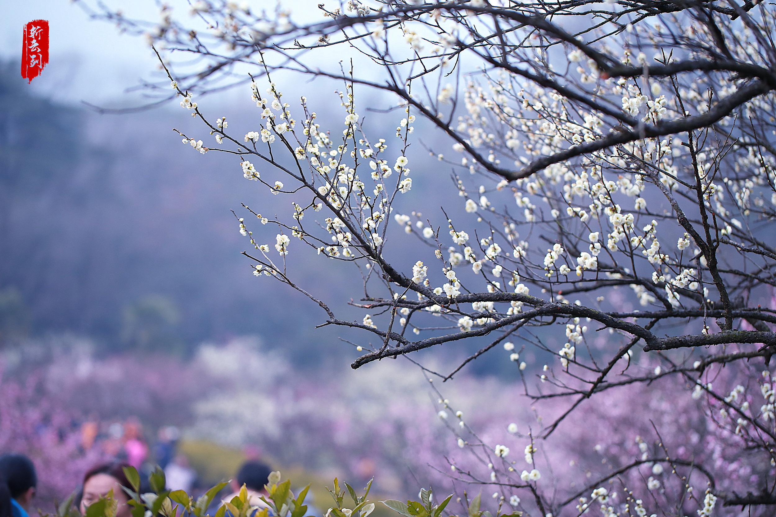 實拍南京梅花山梅花驚豔了春天