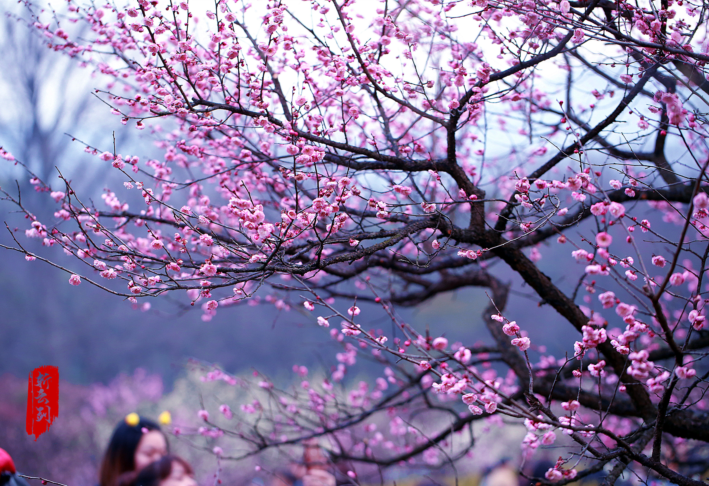 实拍南京梅花山梅花惊艳了春天