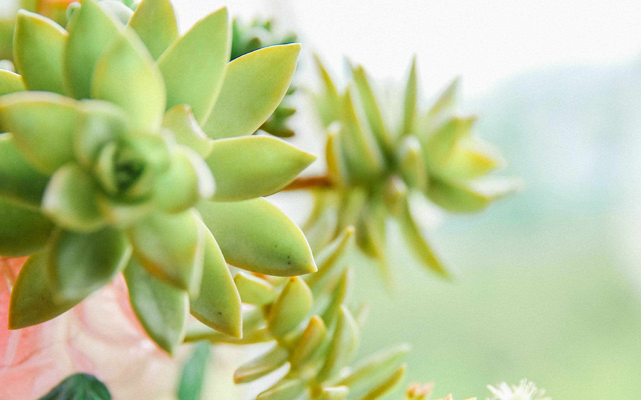 无锡插花花艺之多肉植物篇一