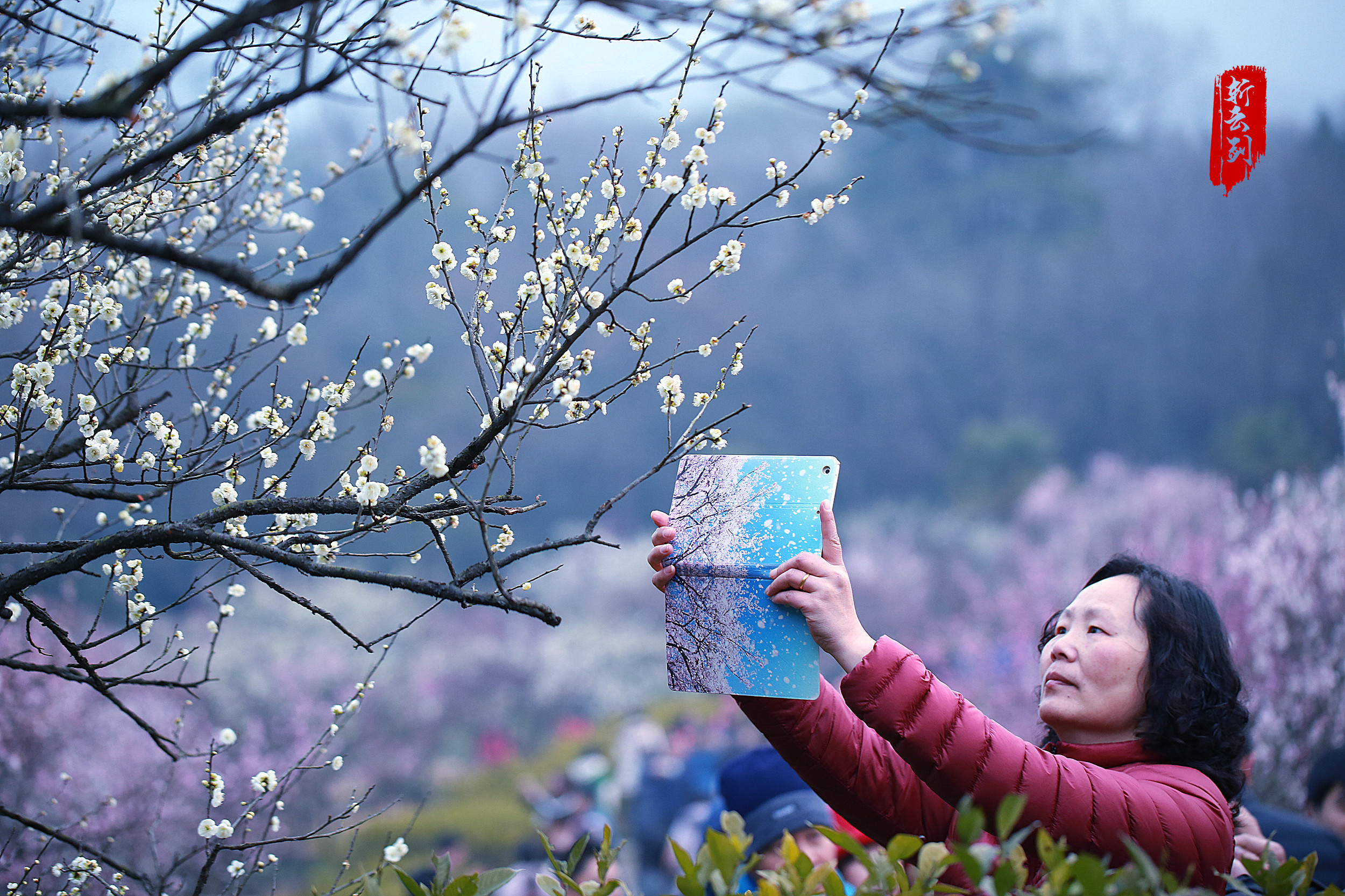 实拍南京梅花山梅花惊艳了春天