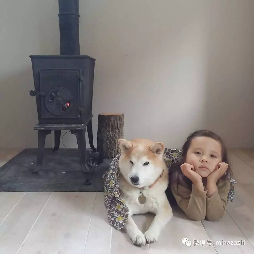 4岁混血萝莉和"柴犬哥哥"的日常 打赌你看完只想生个女儿养条狗!