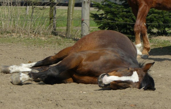 马站着睡觉趴着图片
