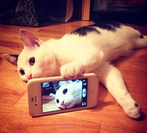 动物拿手机自拍图片