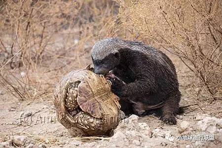 地球上最無所畏懼的動物honeybadger蜜獾小地球野生情懷百科系列