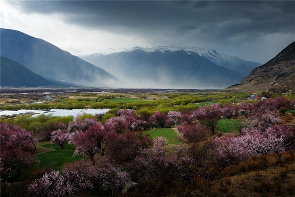 不可错过的西藏春天,不能忘却的林芝桃花